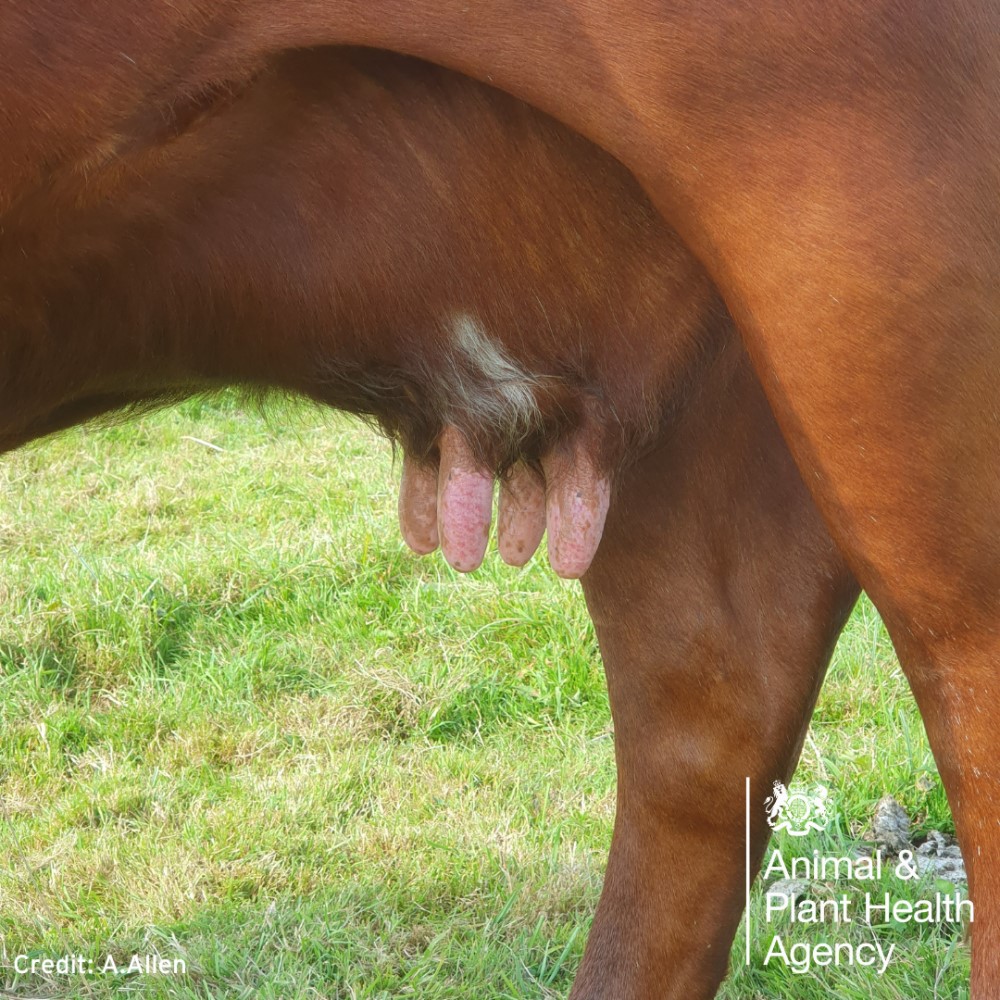 Cow with lesions on teats